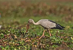 Asian Open-billed Stork (Anastomus oscitans) adult, foraging amongst Water Hyacinth (Eichhornia sp. ) in marsh, Dibru-Saikhowa N. P. Assam, India, january