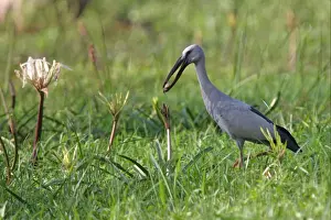 Asian Open-billed Stork (Anastomus oscitans) adult, feeding on crab, Sri Lanka, december