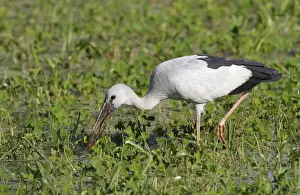 Asian Open-billed Stork (Anastomus oscitans) adult, feeding in swamp, Sri Lanka