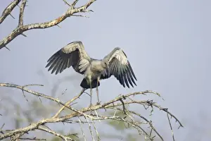 Rajasthan Prints: Asian Open-billed Stork (Anastomus oscitans) juvenile