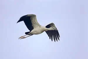 Asian Open-billed Stork (Anastomus oscitans) juvenile, in flight, Keoladeo Ghana N. P. (Bharatpur), Rajasthan, India