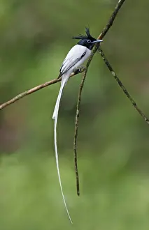 South Asia Prints: Asian Paradise-flycatcher (Terpsiphone paradisi paradisi) adult male