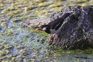 Rajasthan Prints: Asian Pied Myna (Sturnus contra) adult