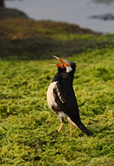 Asian Pied Myna (Sturnus contra floweri) adult, calling, standing on ground at edge of water, Thailand, february