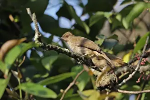 Asian Red-eyed Bulbul (Pycnonotus brunneus brunneus) two adults, perched on twig, Taman Negara N. P