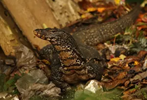 Heaps Prints: Asian Water Monitor (Varanus salvator salvator) Kabaragoya