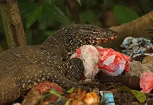Asian Water Monitor (Varanus salvator salvator) Kabaragoya, adult, scavenging on rubbish dump, Sri Lanka, december