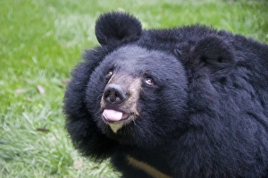 Bear Prints: Asiatic Black Bear (Ursus thibetanus) adult