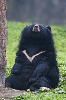 Vulnerable Prints: Asiatic Black Bear (Ursus thibetanus) adult