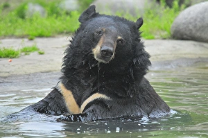 Asiatic Black Bear (Ursus thibetanus) adult, sitting in water, Animals Asia Rescue Centre, Chengdu, Sichuan, China, april
