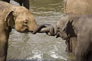 Cute Prints: Asiatic Elephant (Elephas maximus) young playing with trunks, Sri Lanka
