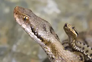 Newly Prints: Asp Viper (Vipera aspis) adult female with newly born young