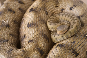 Newly Prints: Asp Viper (Vipera aspis) newly born young