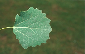 Poplar Prints: Aspen (Populus tremula) Leaf/upper / July