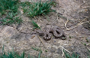Poison Prints: Aspic Viper (Vipera aspis)