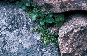 Prior Prints: Asplenium obovatum, Lanceolate Spleenwort, Shaugh Prior Devon 1977