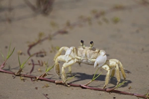 Decapoda Prints: Atlantic Ghost Crab (Ocypode quadrata) adult