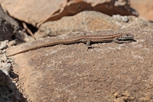 Lizards Prints: Atlantic Lizard (Gallotia atlantica) adult