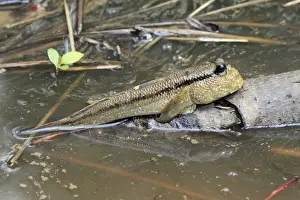 Atlantic Mudskipper (Periophthalmus barbarus) adult, resting out of water on branch (captive)