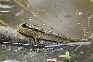 Atlantic Mudskipper (Periophthalmus barbarus) adult, resting out of water on branch (captive)