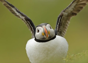 Atlantic Puffin (Fratercula arctica) adult, breeding plumage, displaying amongst burrows, Skokholm Island
