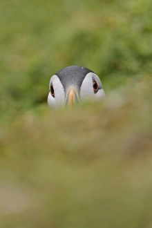 Atlantic Puffin (Fratercula arctica) adult, breeding plumage, peering out of burrow, Skokholm Island, Pembrokeshire