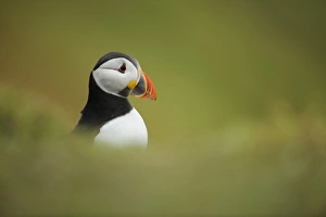 Atlantic Puffin (Fratercula arctica) adult, breeding plumage, standing amongst burrows, Skokholm Island, Pembrokeshire