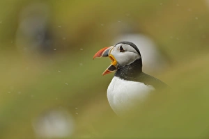 Atlantic Puffin (Fratercula arctica) adult, breeding plumage, displaying amongst burrows during rainfall