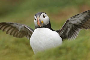 Atlantic Puffin (Fratercula arctica) adult, breeding plumage, displaying amongst burrows during rainfall