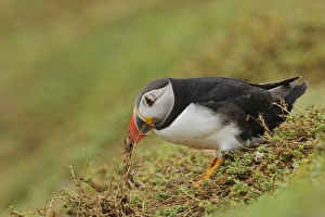Atlantic Puffin (Fratercula arctica) adult, breeding plumage, collecting nesting material in beak