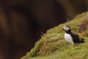 Atlantic Puffin (Fratercula arctica) adult, breeding plumage, standing on clifftop, Skokholm Island, Pembrokeshire