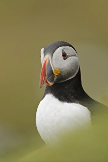 Atlantic Puffin (Fratercula arctica) adult, breeding plumage, standing on clifftop, Skokholm Island, Pembrokeshire