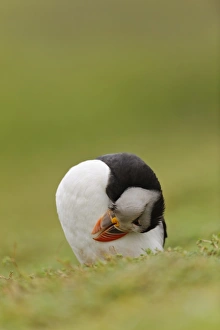 Atlantic Puffin (Fratercula arctica) adult, breeding plumage, preening feathers, standing on clifftop, Skokholm Island