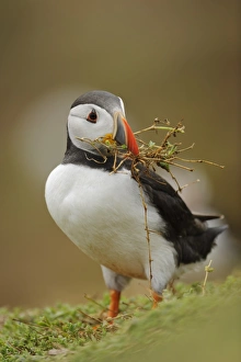 Atlantic Puffin (Fratercula arctica) adult, breeding plumage, collecting nesting material in beak
