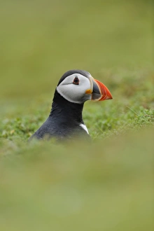 Atlantic Puffin (Fratercula arctica) adult, breeding plumage, looking out from burrow on clifftop, Skokholm Island