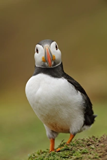 Atlantic Puffin (Fratercula arctica) adult, breeding plumage, standing on clifftop, Skokholm Island, Pembrokeshire