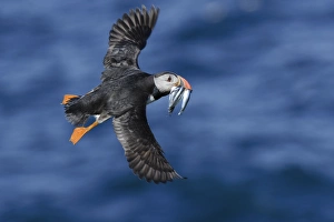 Atlantic Puffin (Fratercula arctica) adult, breeding plumage, in flight, with fish in beak, Skokholm Island