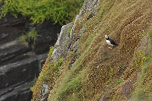 Atlantic Puffin (Fratercula arctica) adult, breeding plumage, standing on sea cliff habitat, Skokholm Island