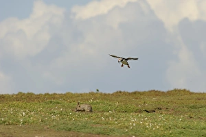 Atlantic Puffin (Fratercula arctica) adult, breeding plumage, in flight, with fish in beak