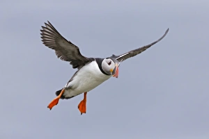 Atlantic Puffin (Fratercula arctica) adult, breeding plumage, in flight, Noss, Shetland Islands, Scotland, June