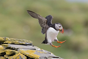 Atlantic Puffin (Fratercula arctica) adult, breeding plumage, in flight, landing on drystone wall, Noss