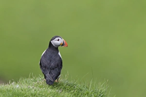 Atlantic Puffin (Fratercula arctica) adult, breeding plumage, standing on clifftop, Hermaness N. N. R