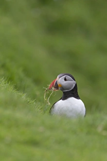 Atlantic Puffin (Fratercula arctica) adult, breeding plumage, with grass in beak for nest material