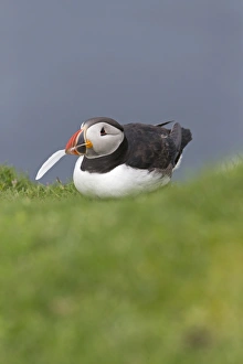 Atlantic Puffin (Fratercula arctica) adult, breeding plumage, with feather in beak for nesting material