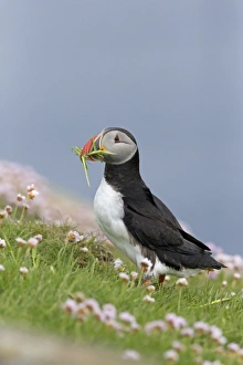 Atlantic Puffin (Fratercula arctica) adult, breeding plumage, with grass in beak for nesting material