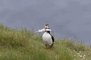Atlantic Puffin (Fratercula arctica) adult, breeding plumage, with feather in beak for nesting material