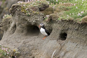 Atlantic Puffin (Fratercula arctica) adult, breeding plumage, emerging from nest burrow, Sumburgh Head RSPB Reserve