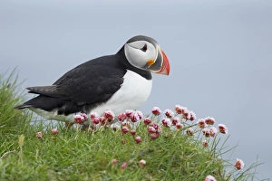 Atlantic Puffin (Fratercula arctica) adult, breeding plumage, standing amongst flowering thrift on clifftop edge