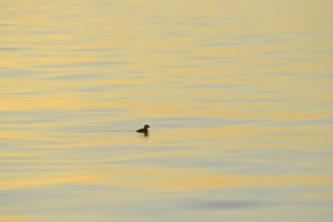 Atlantic Puffin (Fratercula arctica) adult, breeding plumage, swimming at dusk, Skjalfandi Bay, Iceland, July