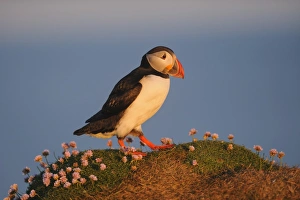 Atlantic Puffin (Fratercula arctica) adult, breeding plumage, standing on clifftop, Latrabjarg, Iceland, July